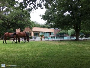 Mandra Edera country Club bambini e cavalli