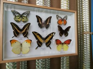 Butterfly House Sardegna I pannelli didattici