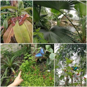 Butterfly House Sardegna 400 farfalle libere