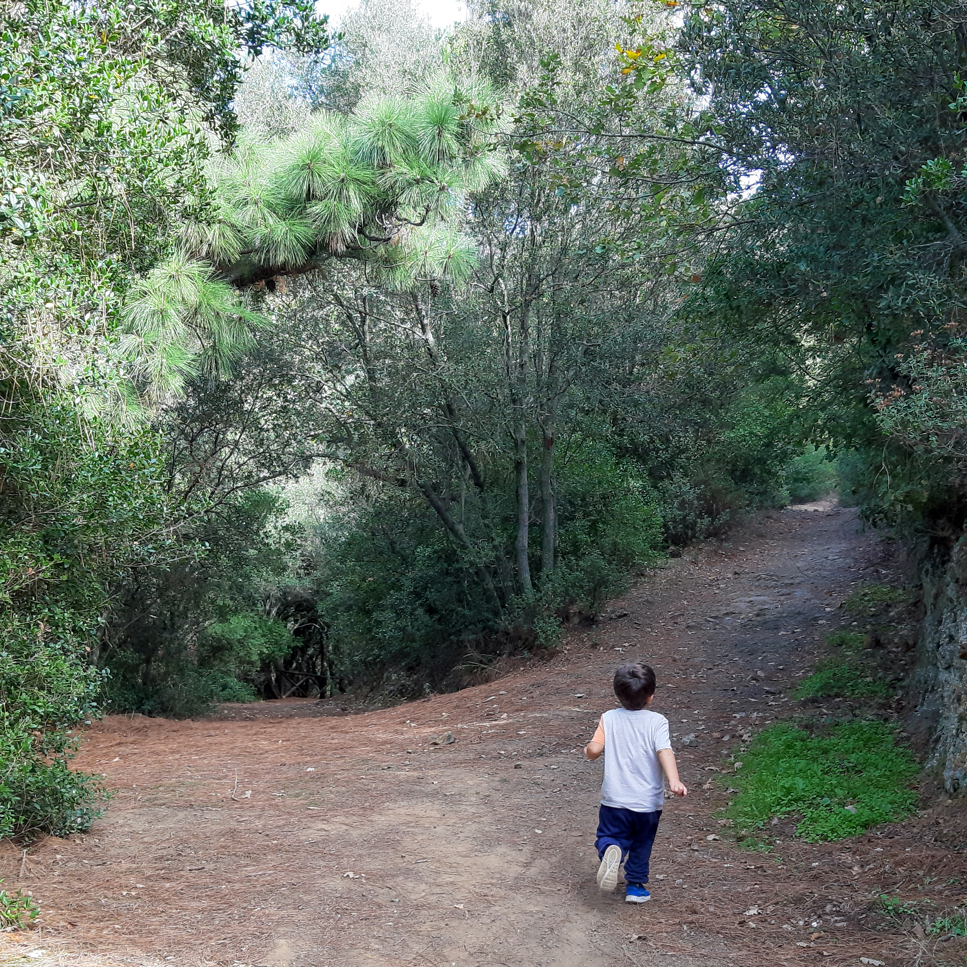 Foresta del Campidano